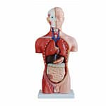 مجسم تشريحي نصفي ذكري قياس 42 سم (13 جزء)