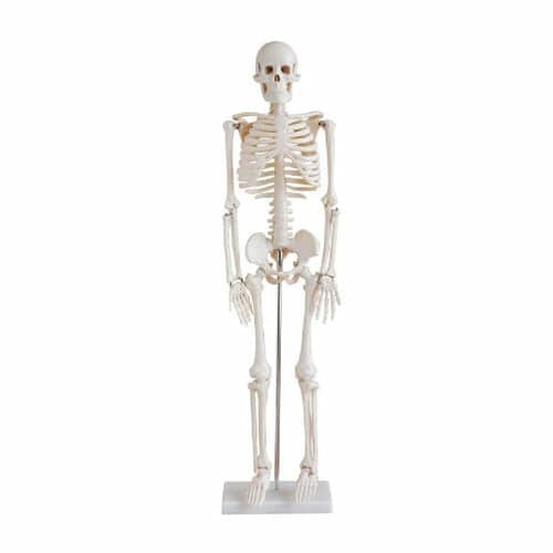 Skeleton 85cm With Stand XC-102