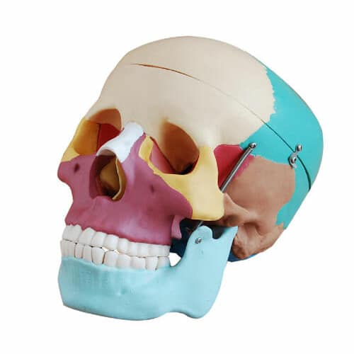 Life-Size Skull with Colored Bones XC-104C