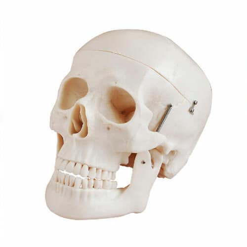 Life-Size Skull XC-104