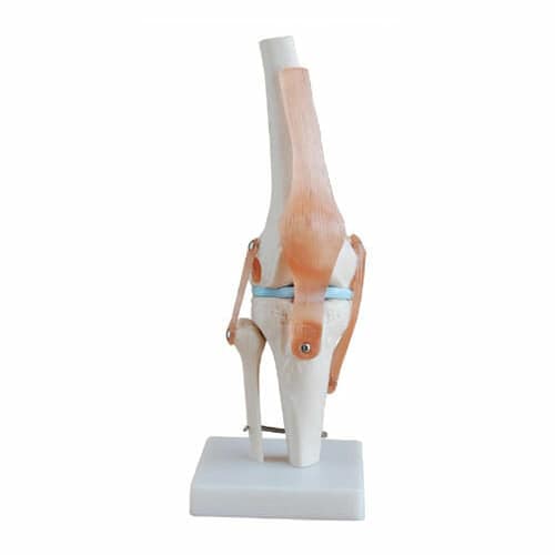 Life-Size Knee Joint XC-111