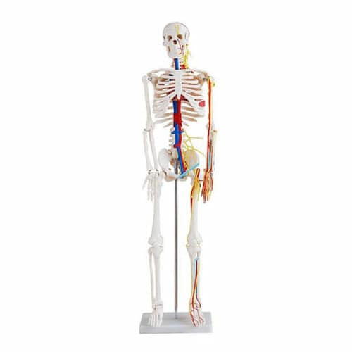 85cm Skeleton with Nerves and Blood Vessels With Stand XC-102B
