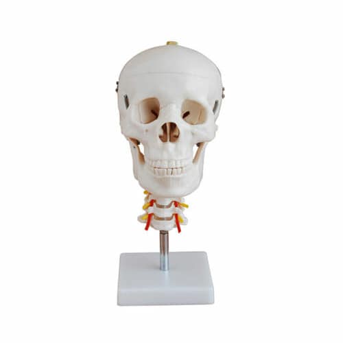 Skull with Cervical Spine XC-135