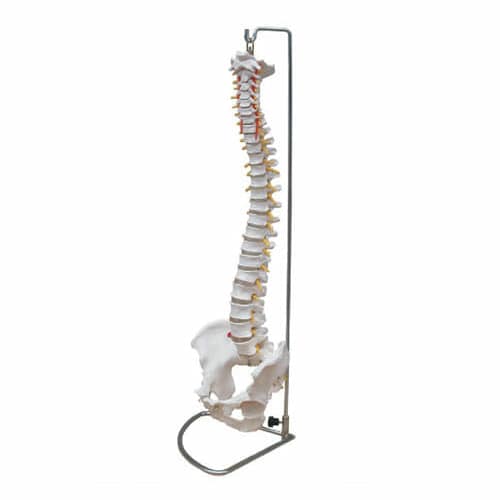 Life-Size Vertebral Column with Pelvis XC-105
