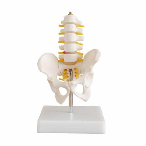 Half-Size Pelvis with 5pcs Lumbar Vertebrae XC-115A