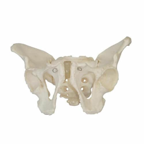 Adult Male Pelvis XC-123