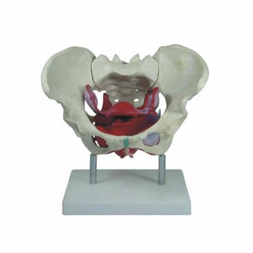 Female Pelvic Muscles and Organs XC-125