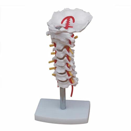Cervical Vertebral Column with Neck Artery XC-133