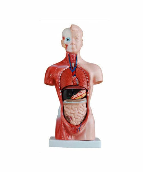 26CM Torso 15 Parts XC-203