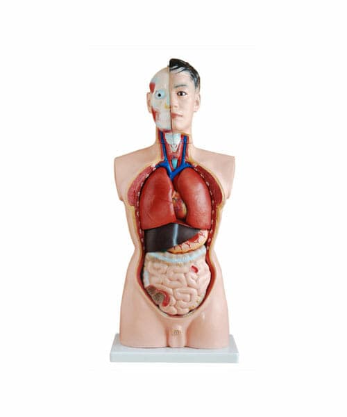 85CM Male Torso 19 Parts XC-201