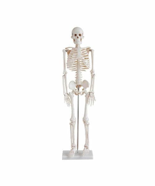 Skeleton 85cm With Stand XC-102