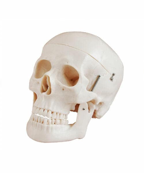 Life-Size Skull XC-104