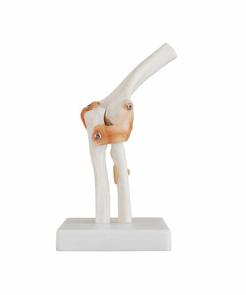 Life-Size Elbow Joint XC-112
