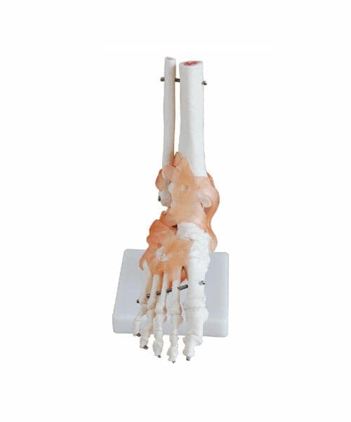 Life-Size Foot Joint with Ligaments XC-113A