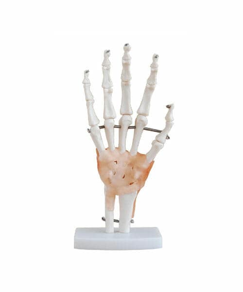 Life-Size Hand Joint with Ligaments XC-114A