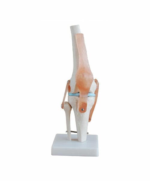 Life-Size Knee Joint XC-111
