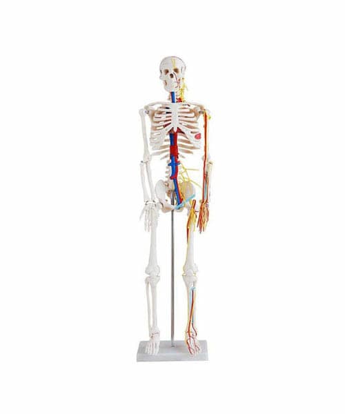 85cm Skeleton with Nerves and Blood Vessels With Stand XC-102B