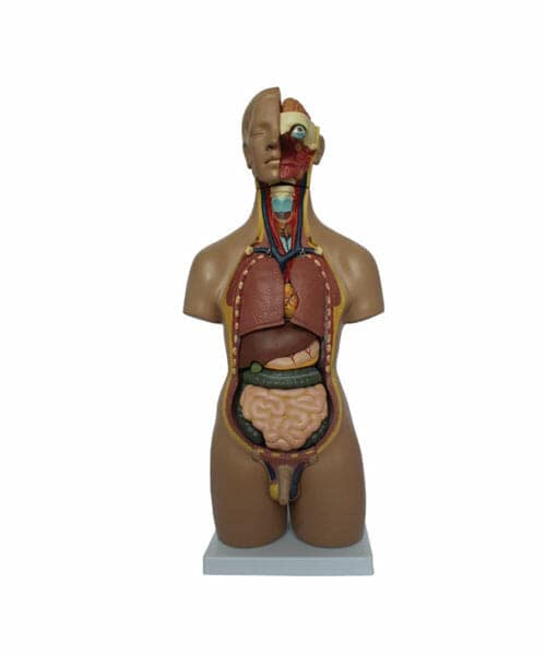 55CM Unisex Torso 20 Parts XC-209