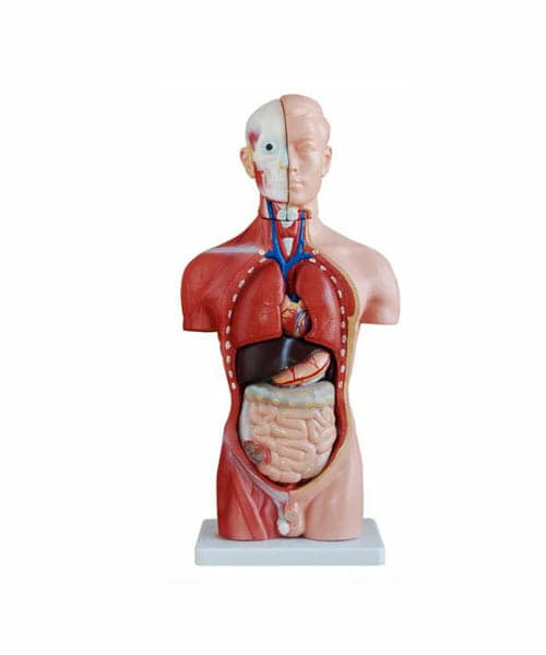 مجسم تشريحي نصفي ذكري قياس 42 سم (13 جزء)