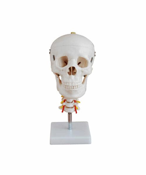 Skull with Cervical Spine XC-135