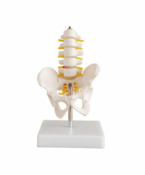 Half-Size Pelvis with 5pcs Lumbar Vertebrae XC-115A