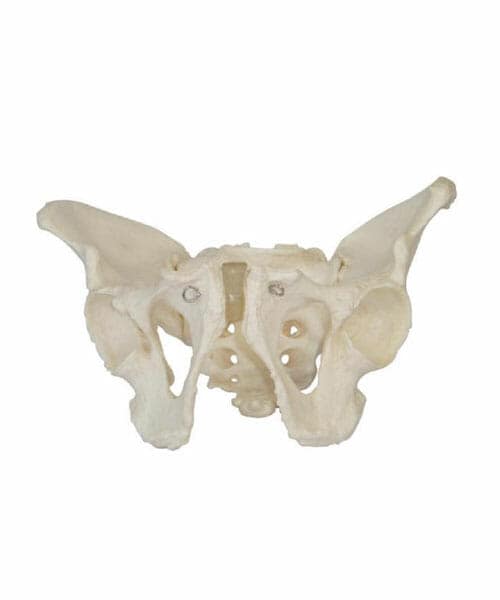 Adult Male Pelvis XC-123