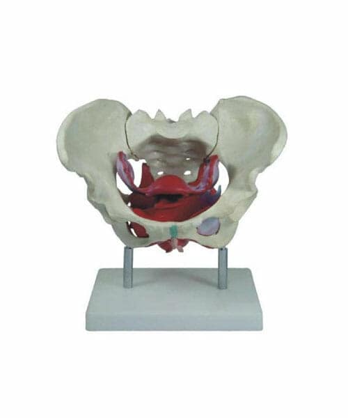 Female Pelvic Muscles and Organs XC-125