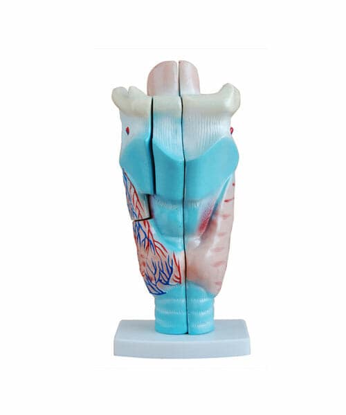 Magnified Human Larynx Model XC-301