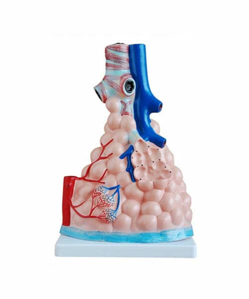 مجسم الحويصلات الرئوية المكبرة