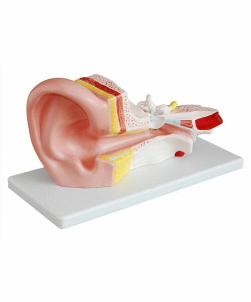 Human Ear Model XC-303B