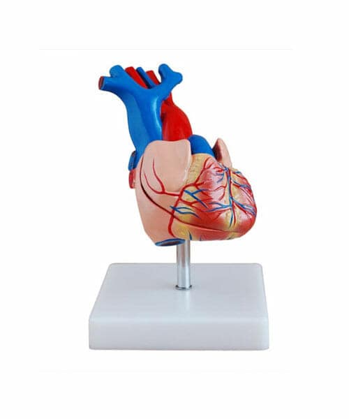 مجسم القلب بالحجم الطبيعي