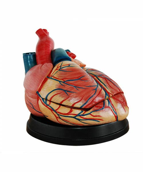 مجسم القلب البشري حجم كبير