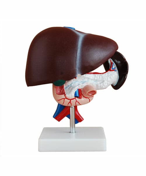 مجسم الكبد والبنكرياس والاثني عشر