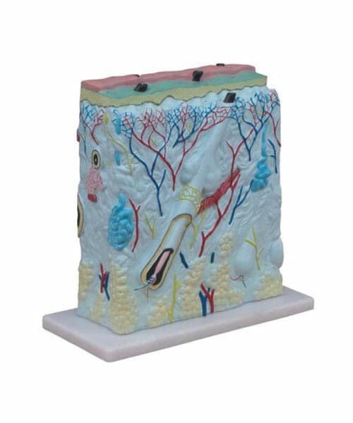 مجسم مضخم للجلد