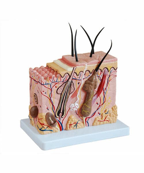 مجسم كتلة الجلد