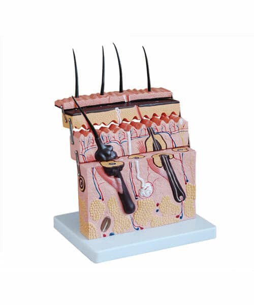 Skin Section Model XC-313-3