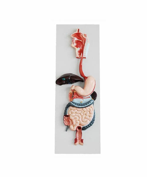 Human Digestive System Model on board