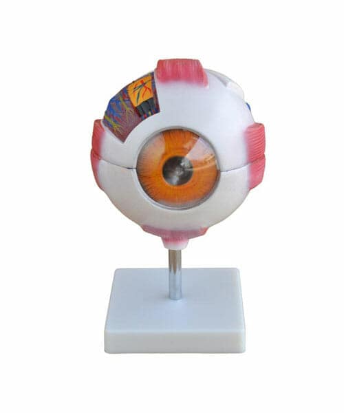 مجسم العين حجم عملاق