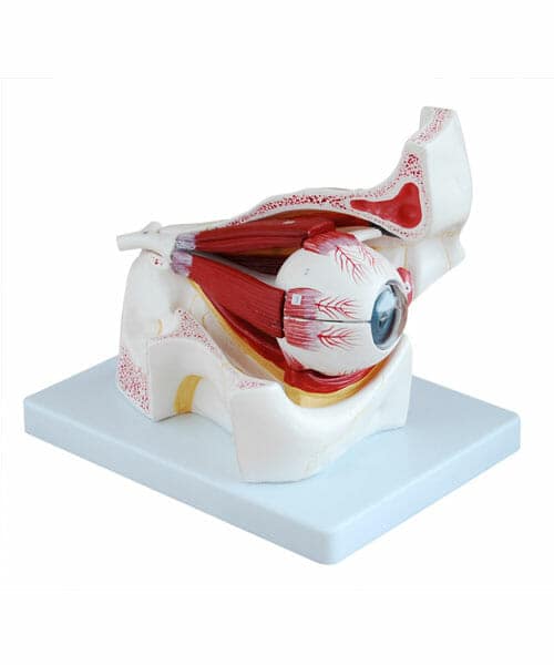 مجسم العين مع المحجر