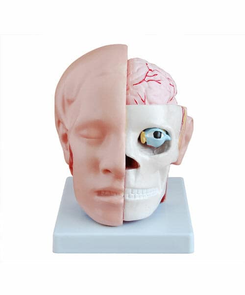 مجسم الرأس مع الدماغ