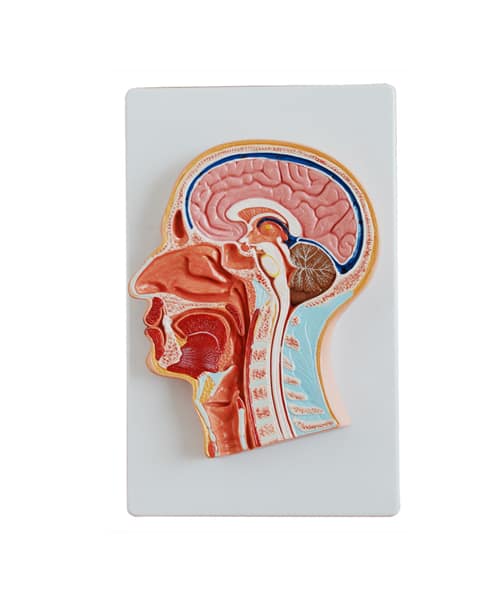 مجسم مقطع وسيط للرأس