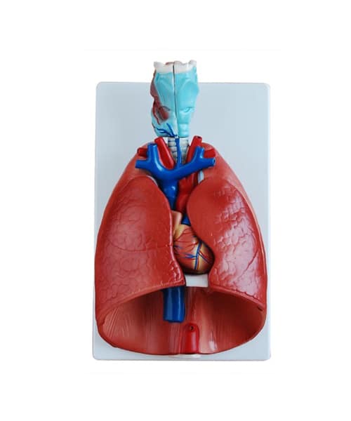 مجسم الحنجرة والقلب والرئة