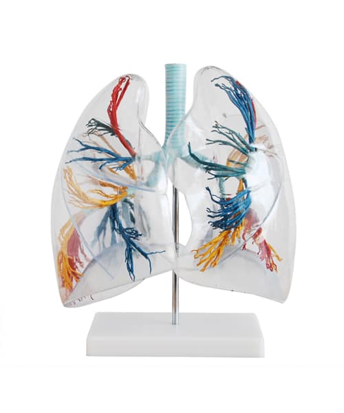 مجسم الرئتين شفاف مع الحويصلات