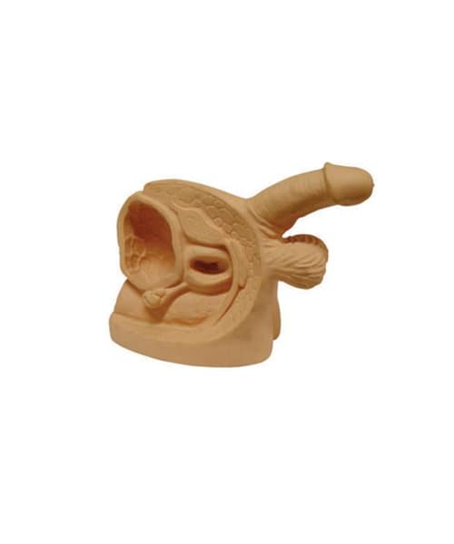 مجسم الأعضاء التناسلية الداخلية والخارجية للذكور