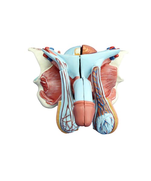 Male Genital Organ Model XC-331D