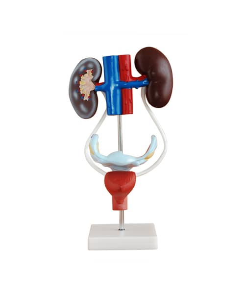 مجسم الجهاز البولي التناسلي الأنثوي على قاعدة