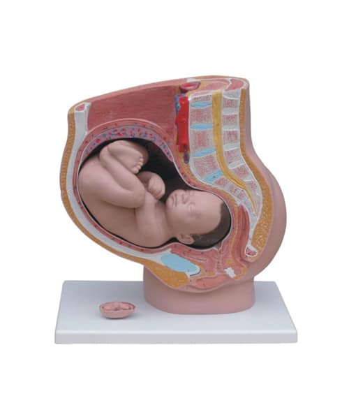 مجسم الحوض الأنثوي مع الجنين (4 أجزاء)