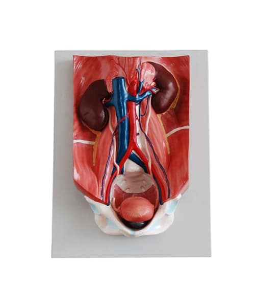 مجسم الجهاز البولي على لوح قابل للفك