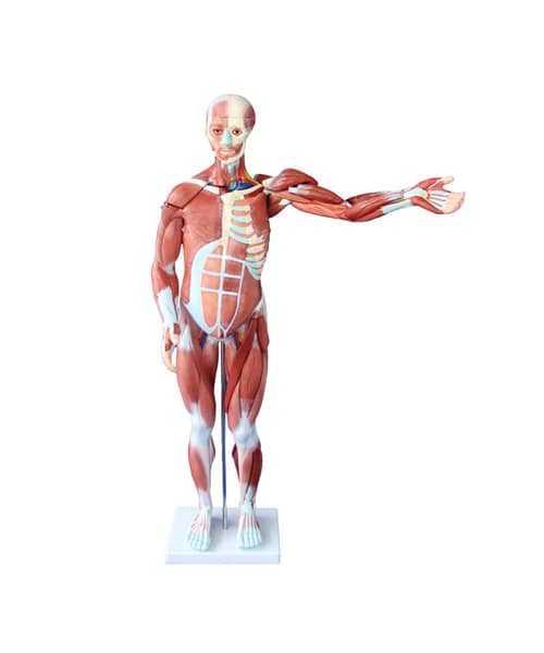 مجسم العضلات البشرية 80 سم ذكر (27 جزء)