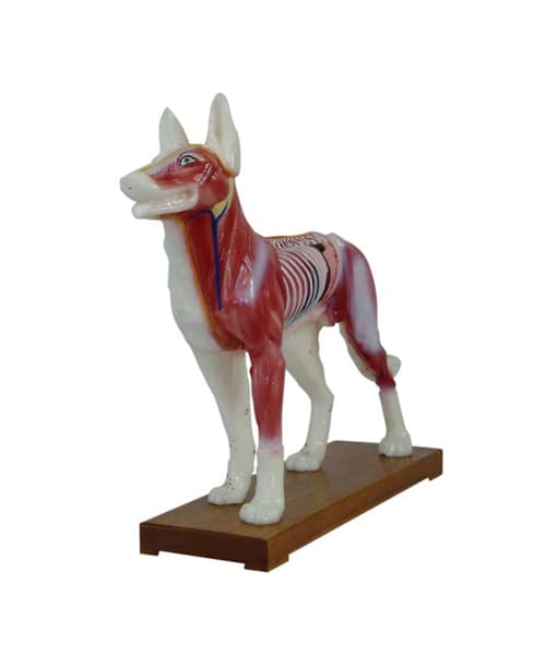 Dog Dissecting Model